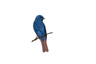A Gentle Review of the Indigo Bunting Embroidery Design