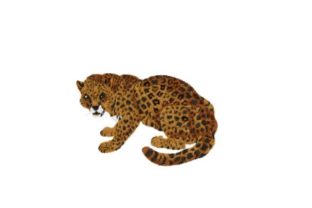 Unleashing Elegance: A Designer's Review of the Jaguar Embroidery